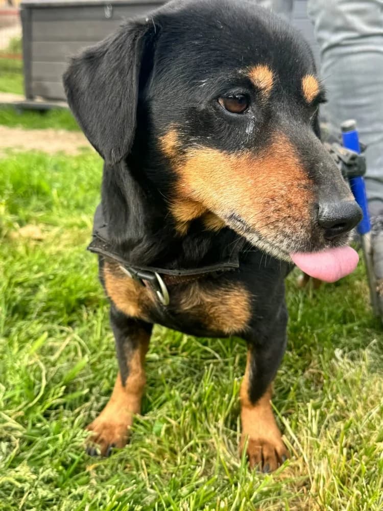 Ody BR gehandicapt photo 8