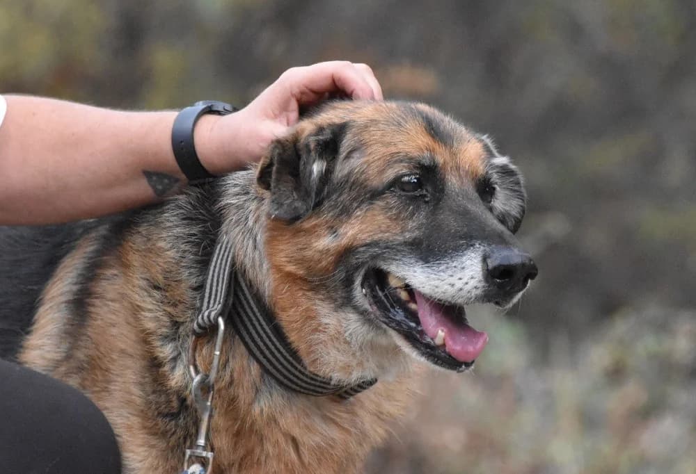 Orejas BR, senior photo 8