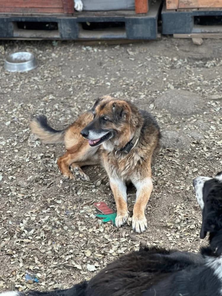 Orejas BR, senior photo 2