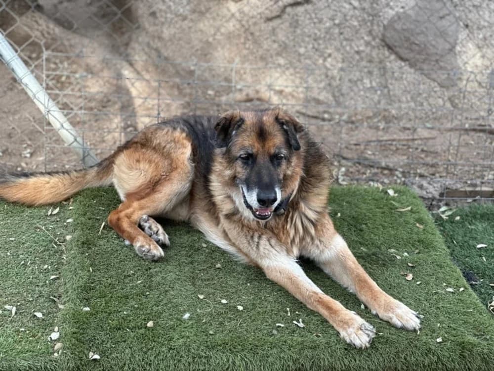 Orejas BR, senior photo 3