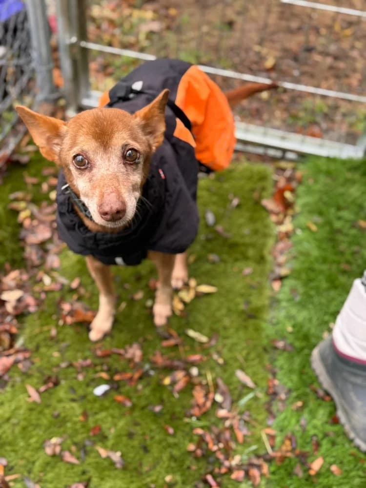 pepa BR senior photo 6