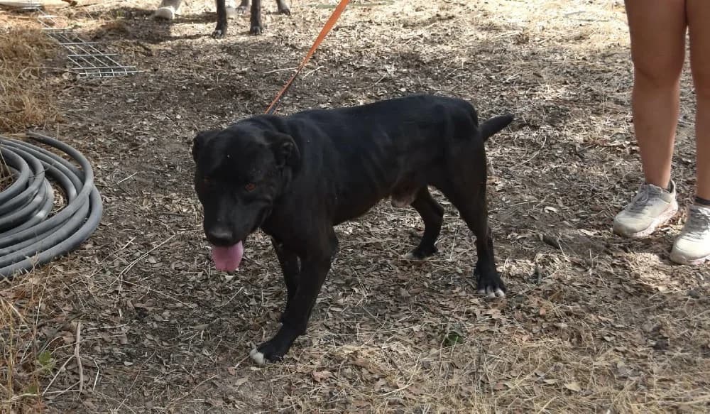 Polvorilla DC photo 6