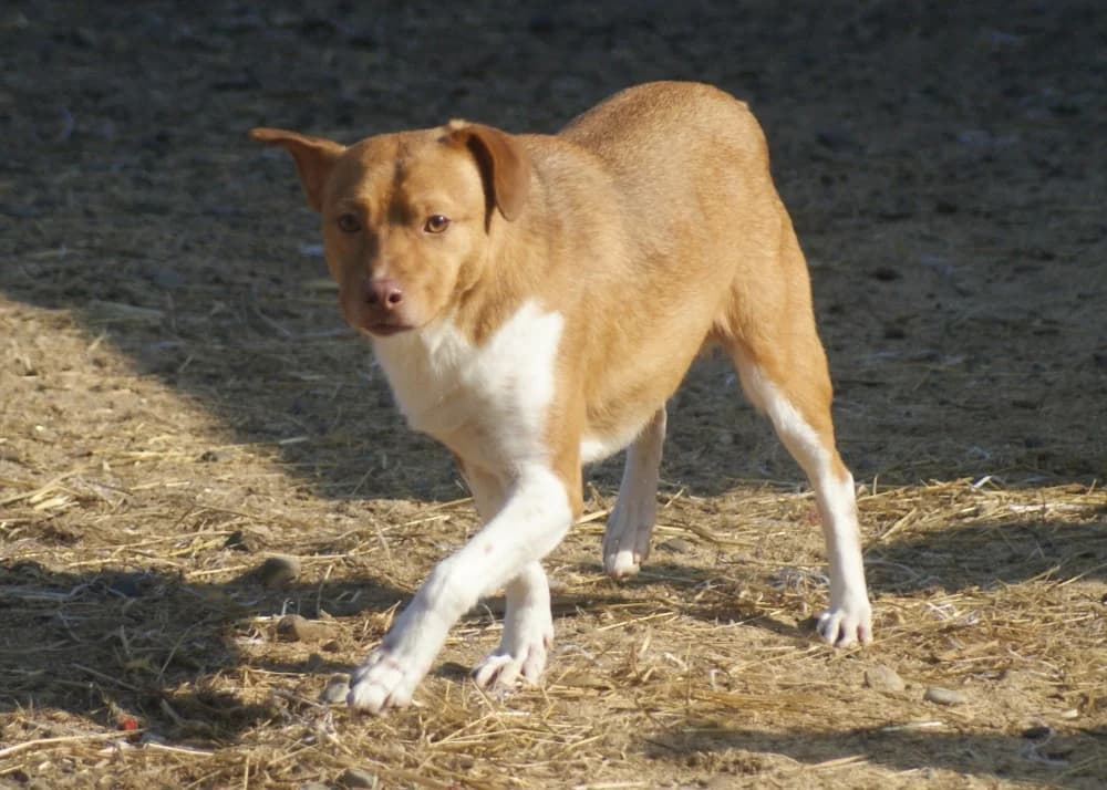 ❤️Poncho❤️ photo 5