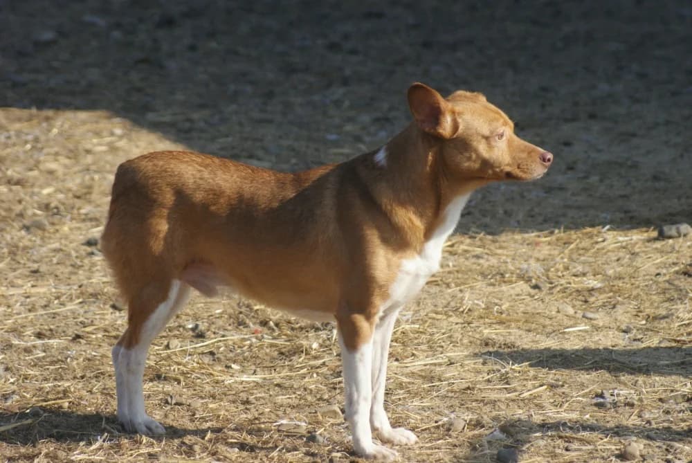 ❤️Poncho❤️ photo 6