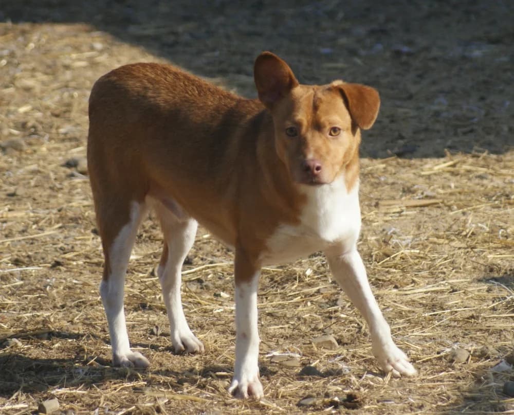 ❤️Poncho❤️ photo 7