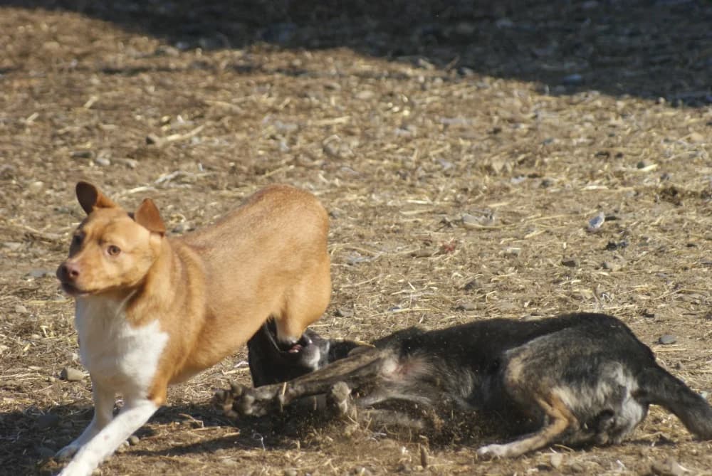 ❤️Poncho❤️ photo 8