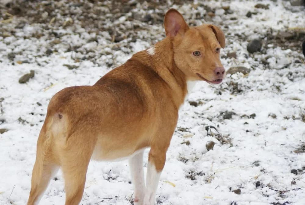 ❤️Poncho❤️ photo 3