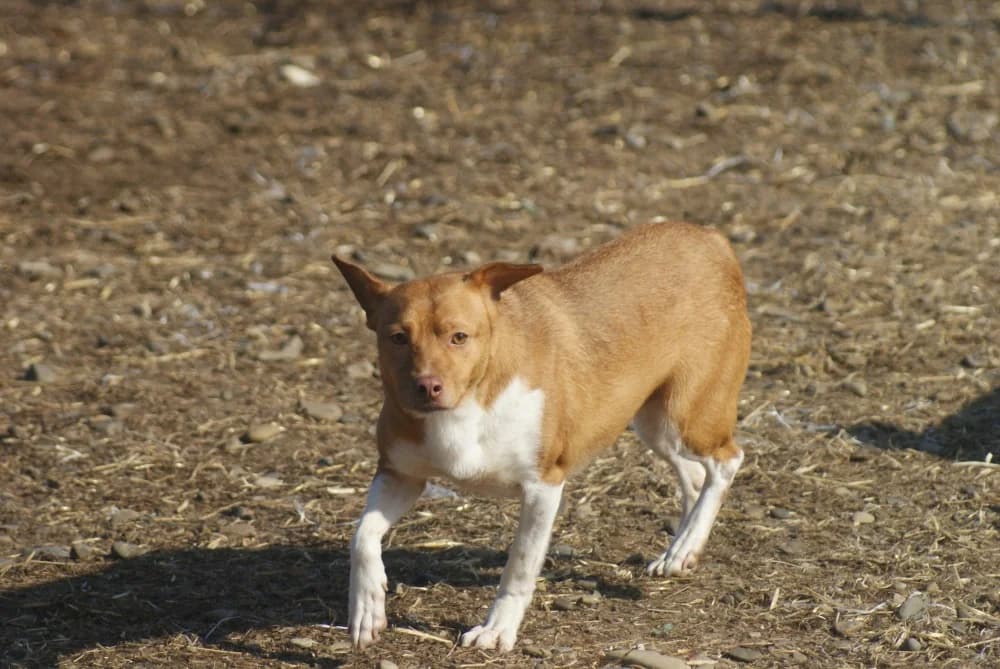 ❤️Poncho❤️ photo 4