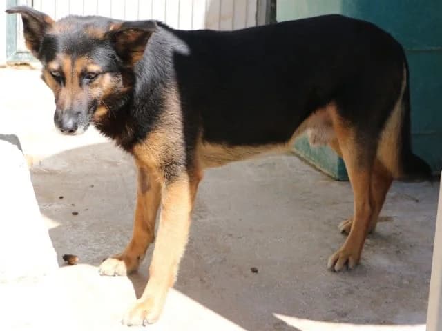 ROBINSON16036 photo 5