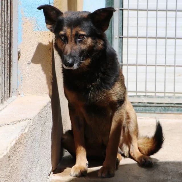 ROBINSON16036 photo 6