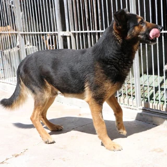 ROBINSON16036 photo 7