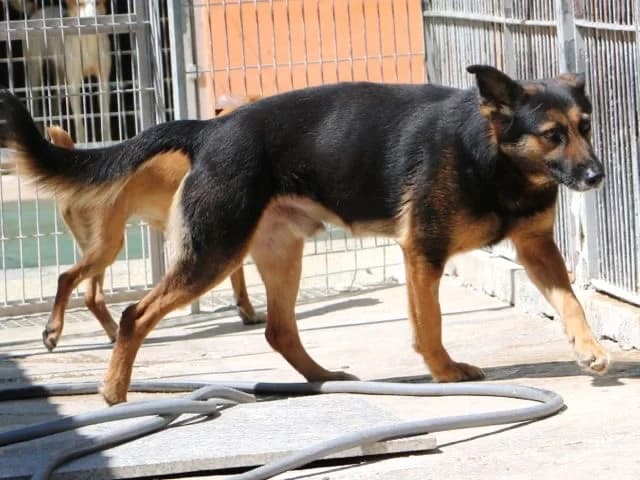 ROBINSON16036 photo 4