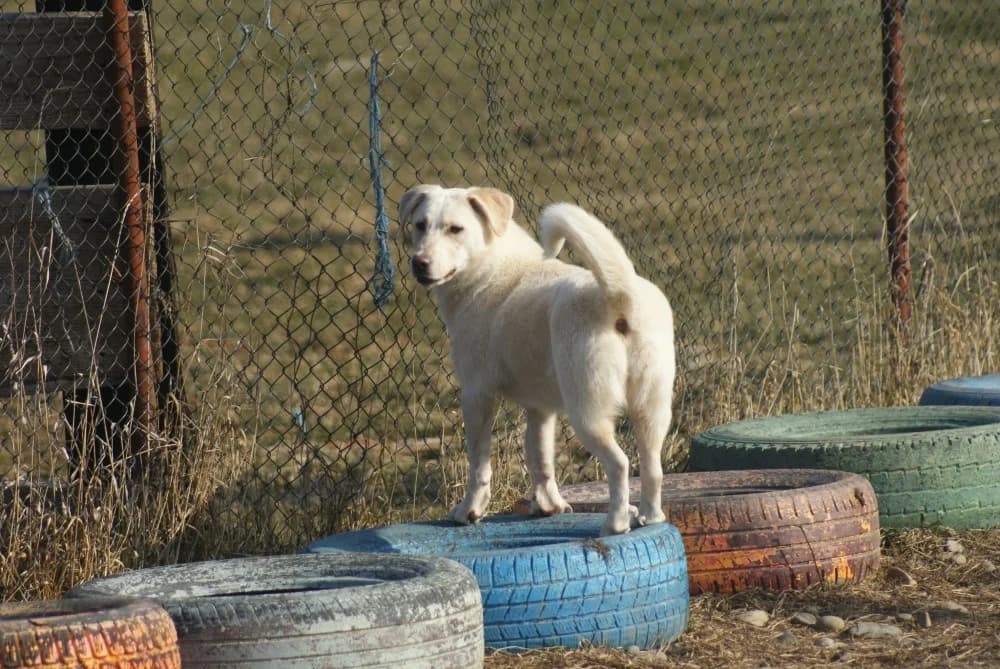 ❤️Roxy❤️ photo 5