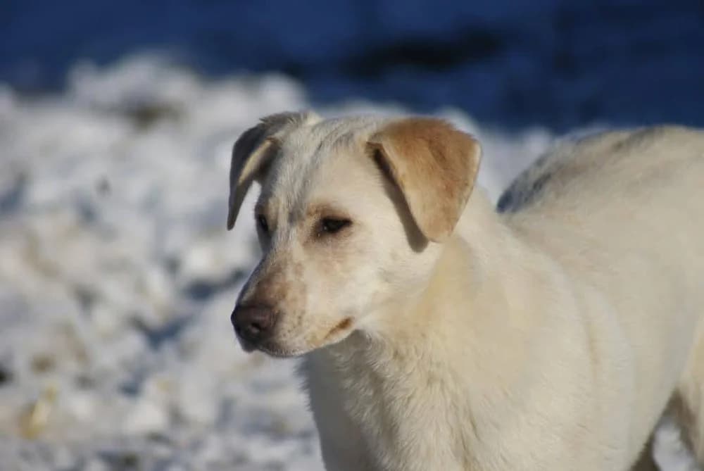 ❤️Roxy❤️ photo 6