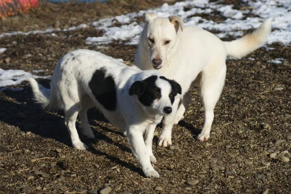 ❤️Roxy❤️ photo 8