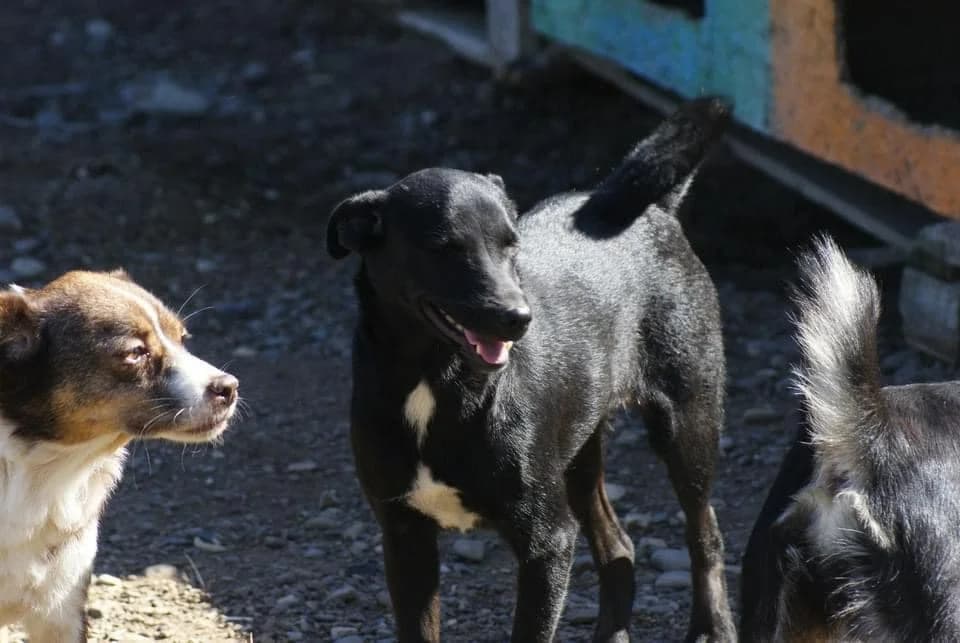 ❤️Sanziana❤️ photo 7