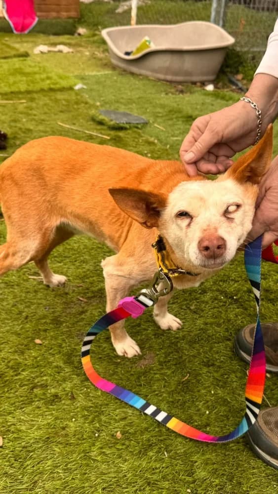 Scarlet BR senior photo 5