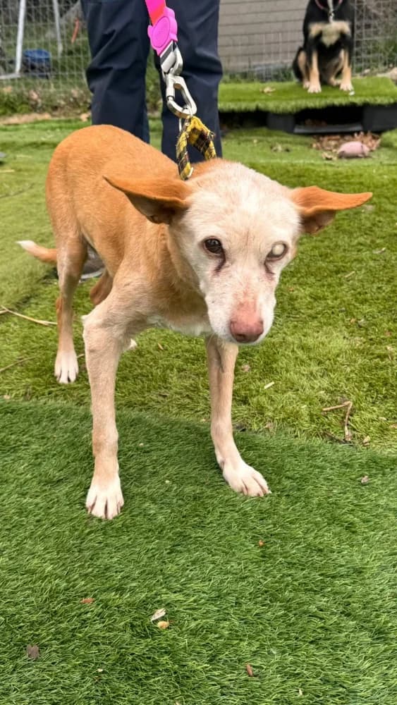 Scarlet BR senior photo 7