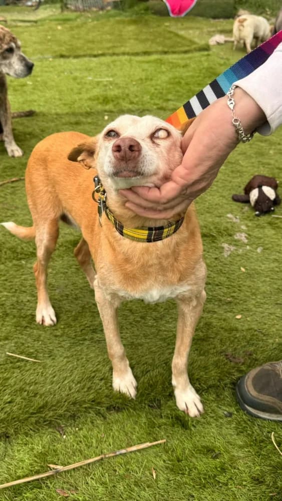 Scarlet BR senior photo 8