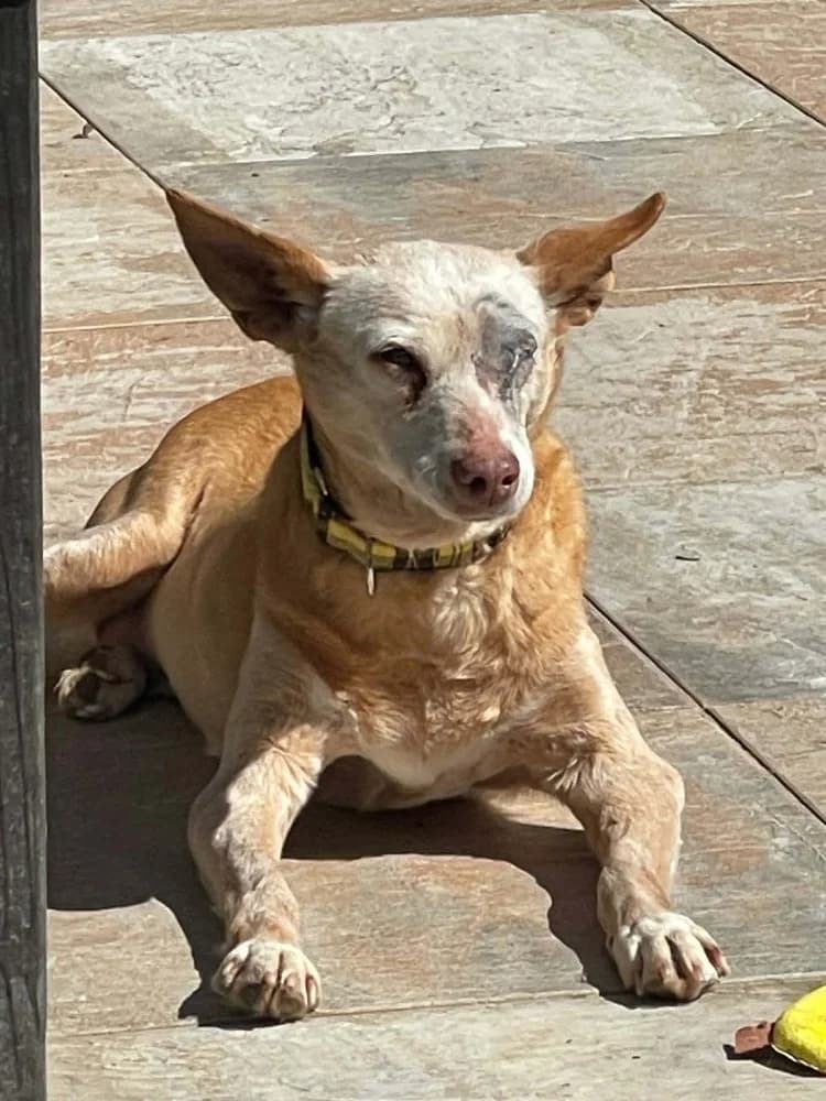 Scarlet BR senior photo 3