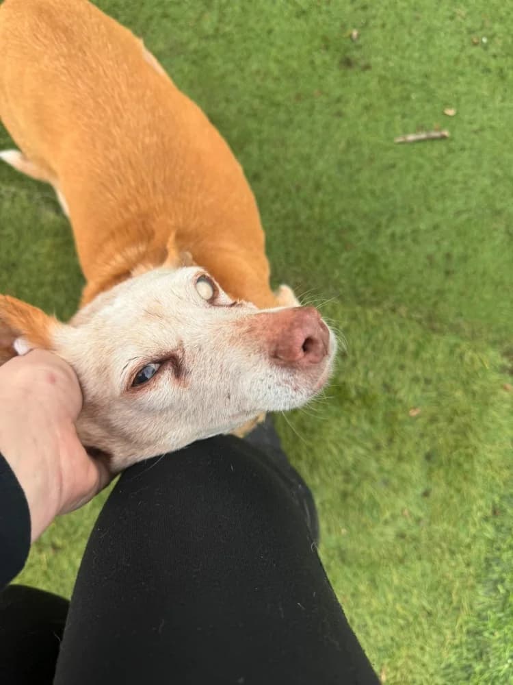 Scarlet BR senior photo 4