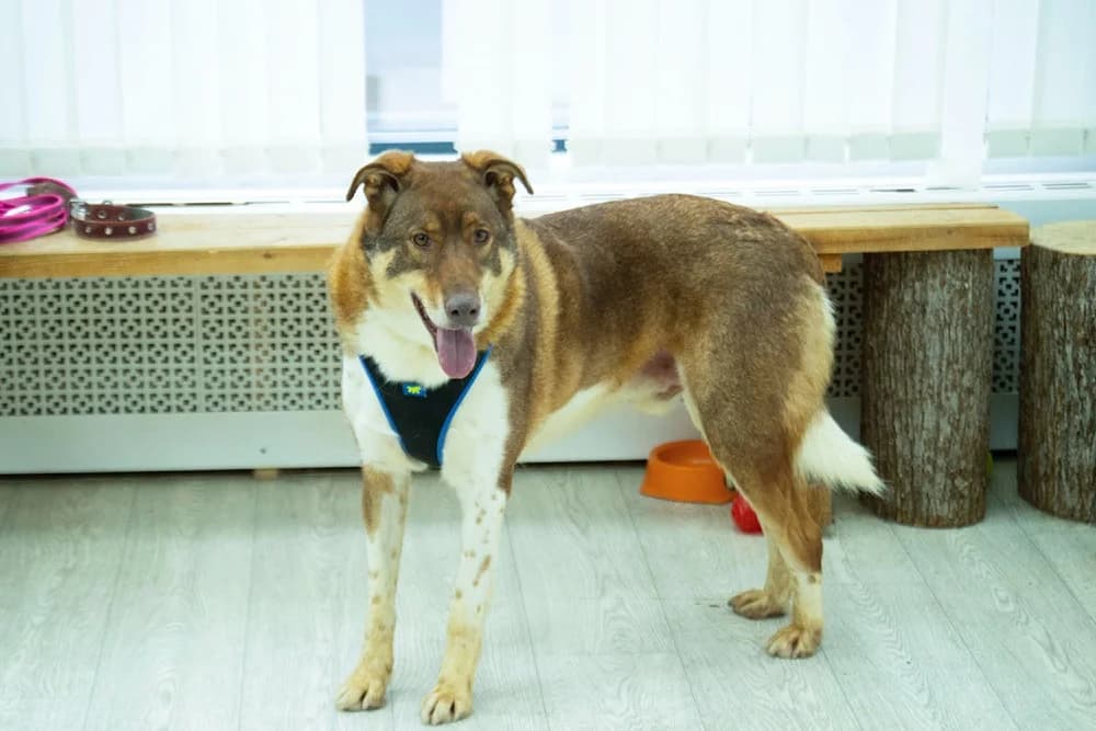 Shaffran – hart van goud photo 6