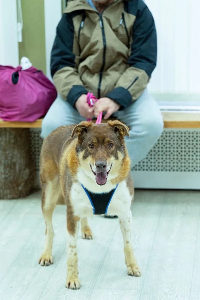 Shaffran – hart van goud photo 7