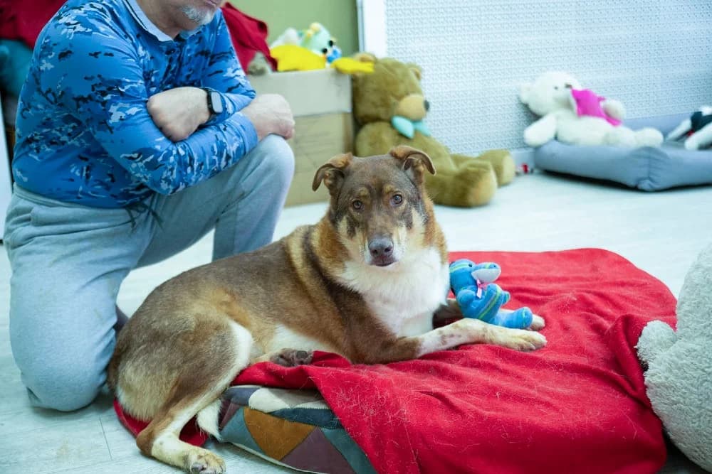 Shaffran – hart van goud photo 3