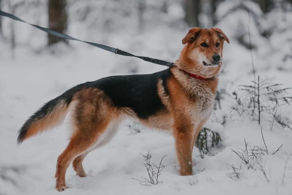 Sheila lief vosje photo 7