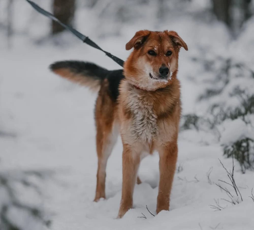 Sheila lief vosje photo 8