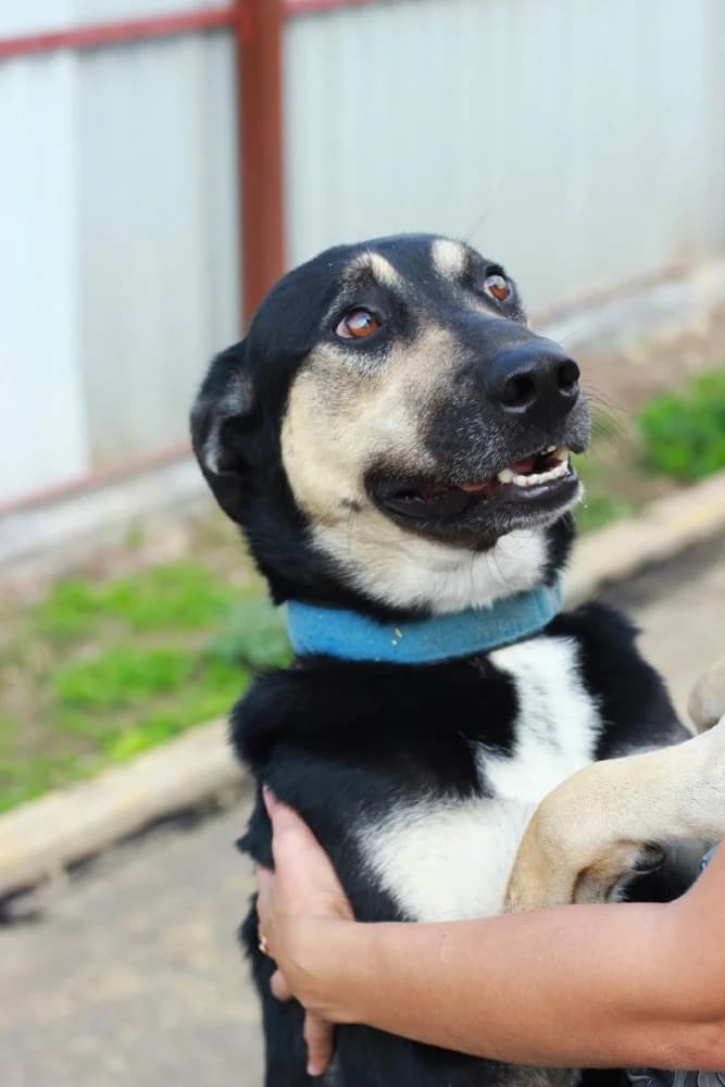 Snoopy knap en vrolijk! photo 5