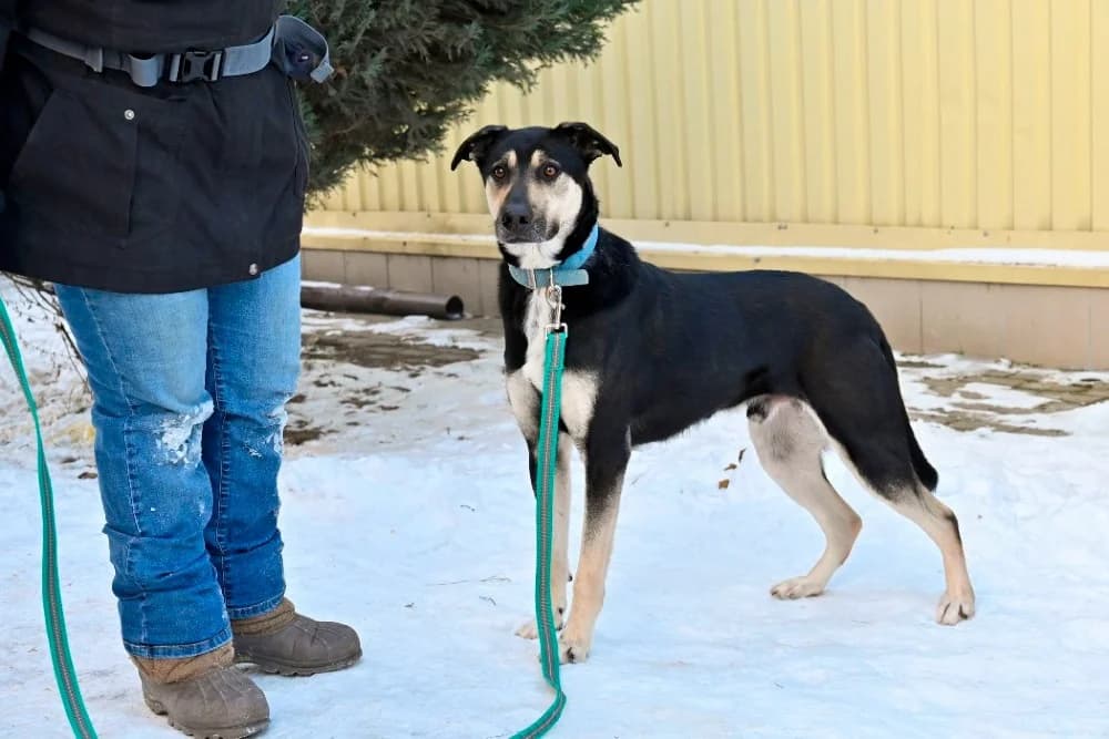 Snoopy knap en vrolijk! photo 6