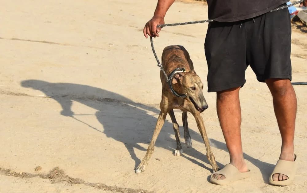 Solo de Moris DC photo 7