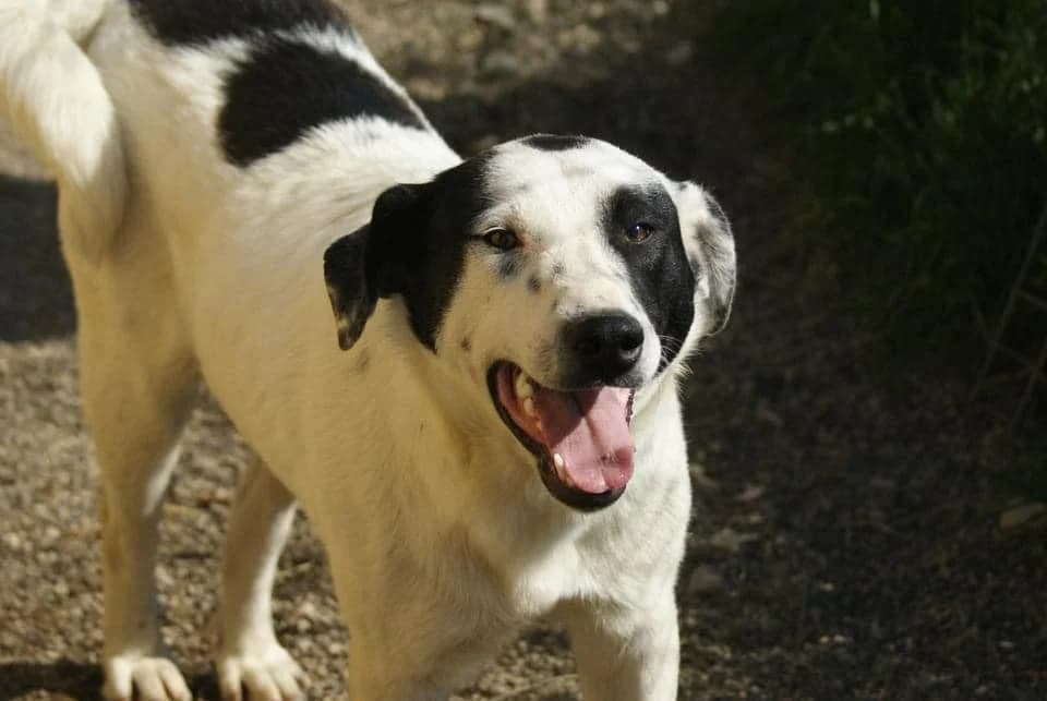 ❤️Stitch❤️ photo 6