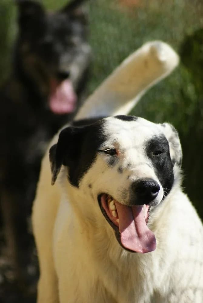 ❤️Stitch❤️ photo 8