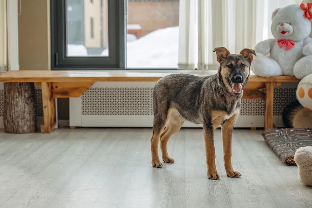 Theo echte knuffelhond photo 5