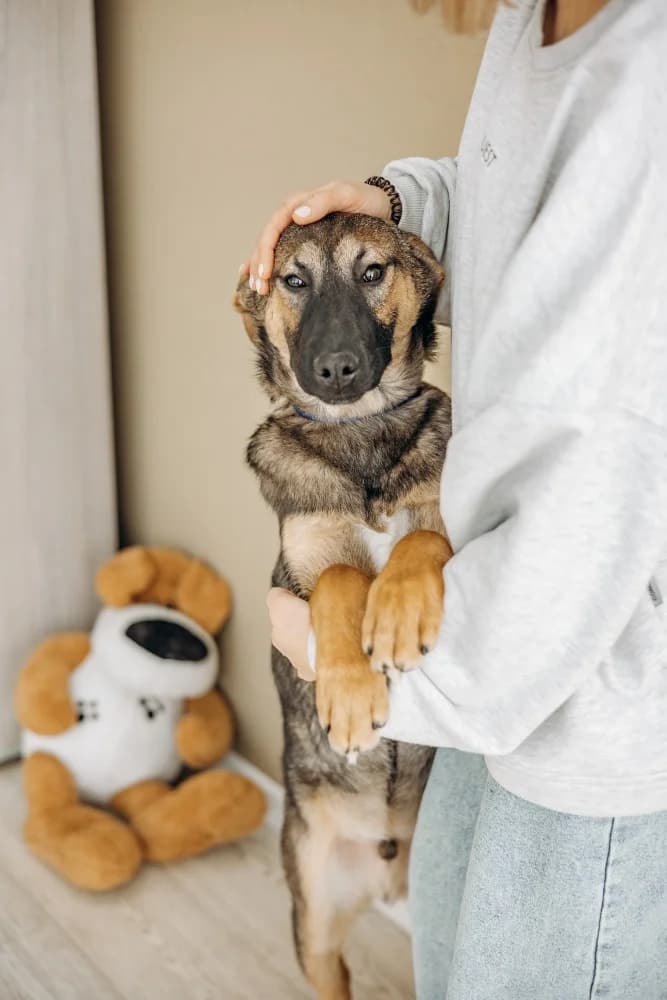 Theo echte knuffelhond photo 2