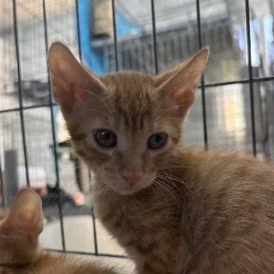 Thomas O’Malley photo 6