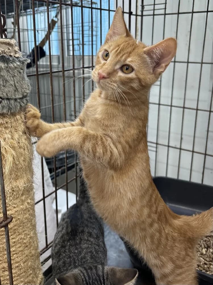 Thomas O’Malley photo 3