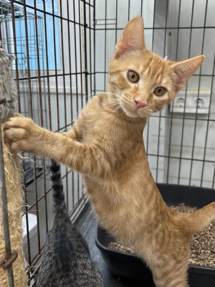 Thomas O’Malley photo 4