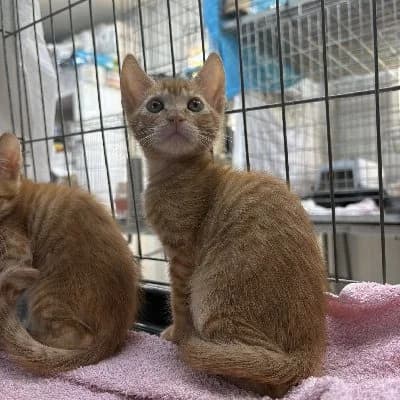 Thomas O’Malley photo 5