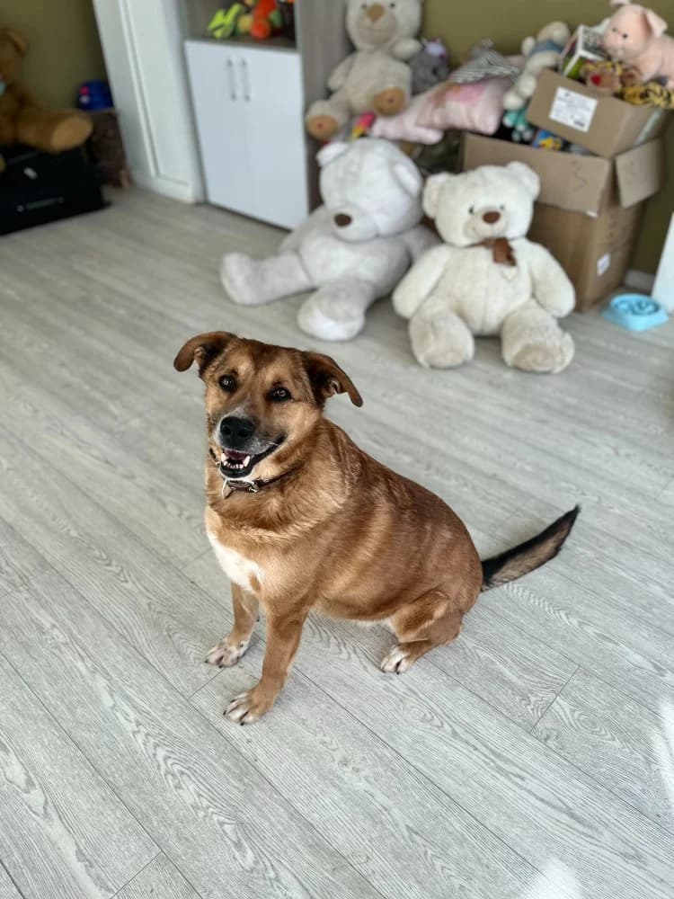 Tim een knuffelbeer photo 5