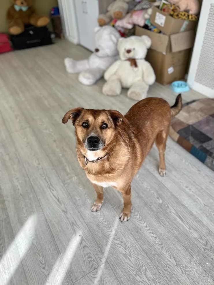 Tim een knuffelbeer photo 6