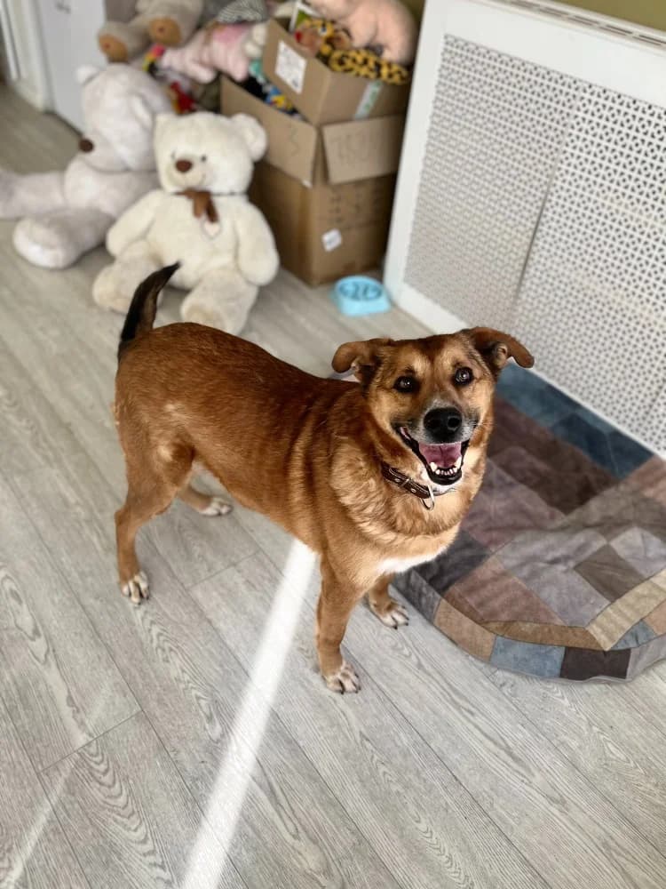 Tim een knuffelbeer photo 4