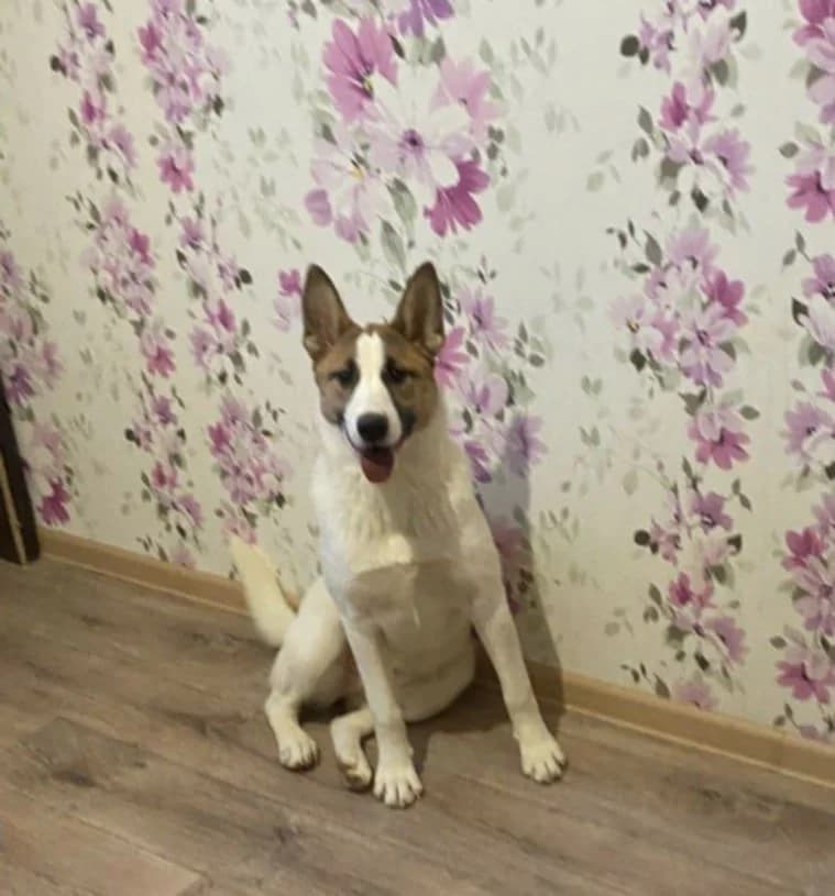 Trisha – een droom hond ! photo 5