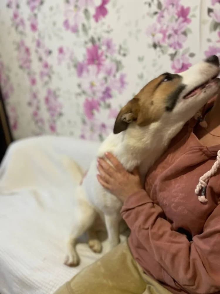 Trisha – een droom hond ! photo 8