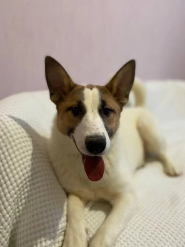 Trisha – een droom hond ! photo 2