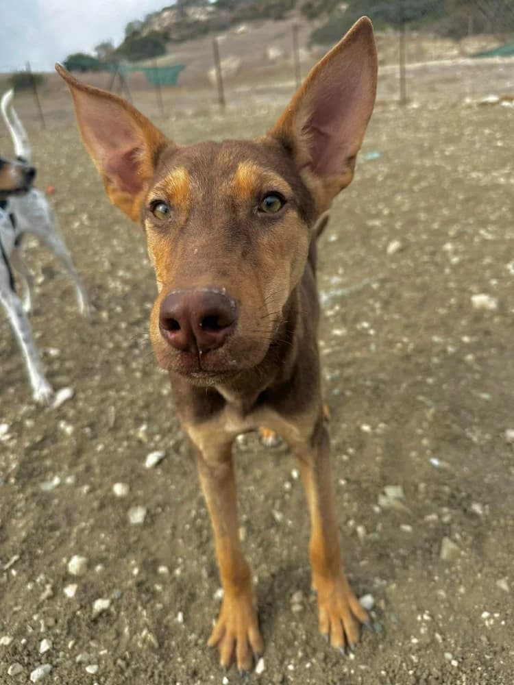 VALENTINA*kattestmogelijk photo 7