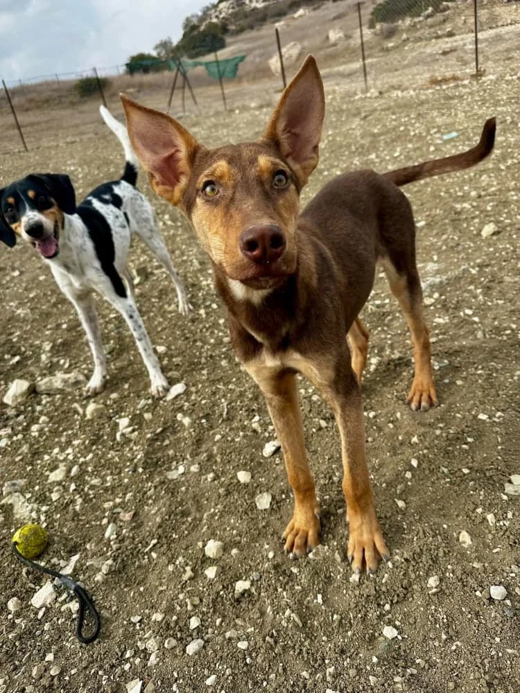 VALENTINA*kattestmogelijk photo 8