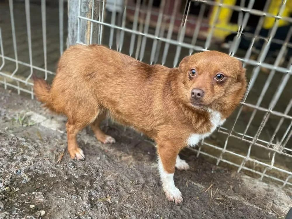 ❤️Violetta❤️ photo 5